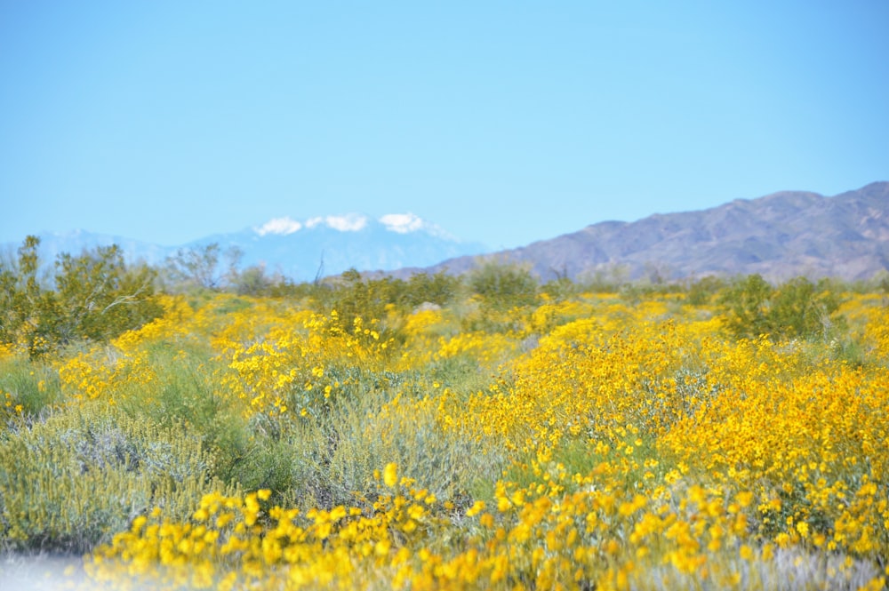 yellow flower field under blue sky during daytime