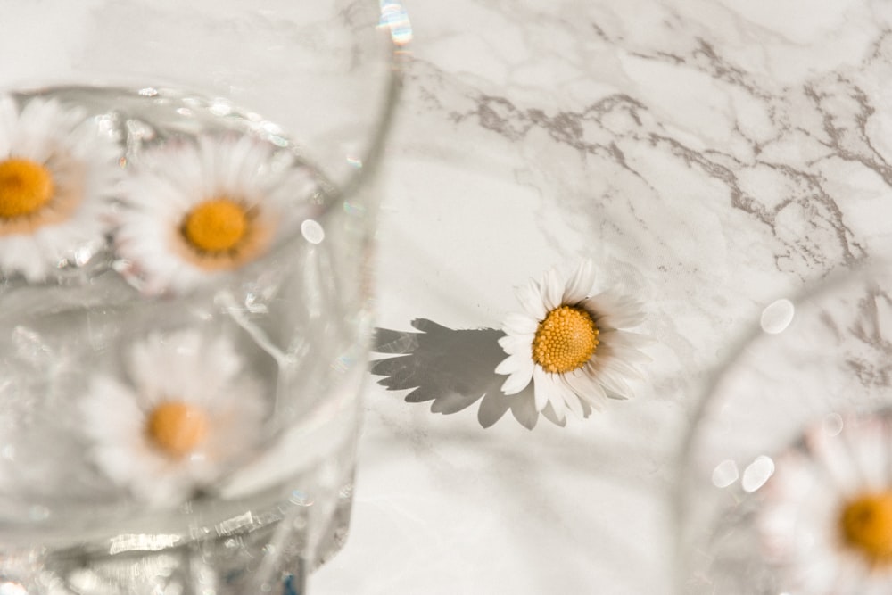 clear drinking glass with white and yellow daisy flower