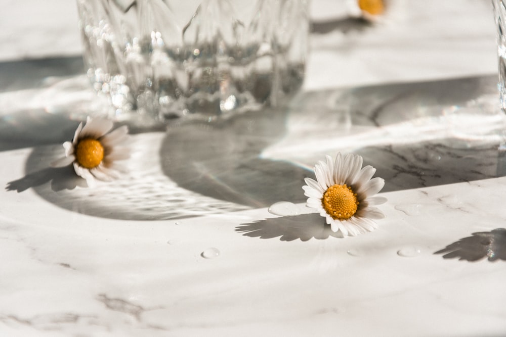 white daisy flower on white surface