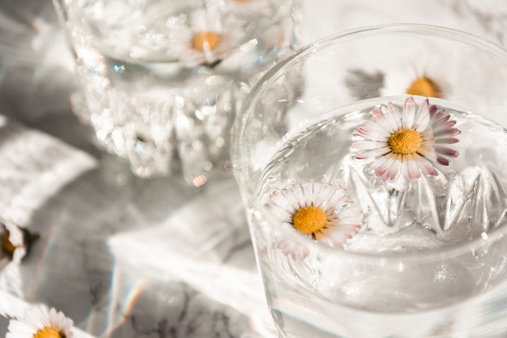 white and yellow daisy in clear glass cup