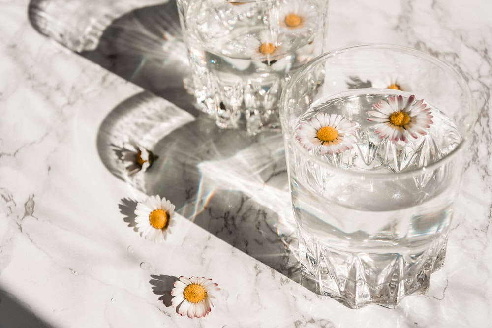 white daisy on clear glass cup