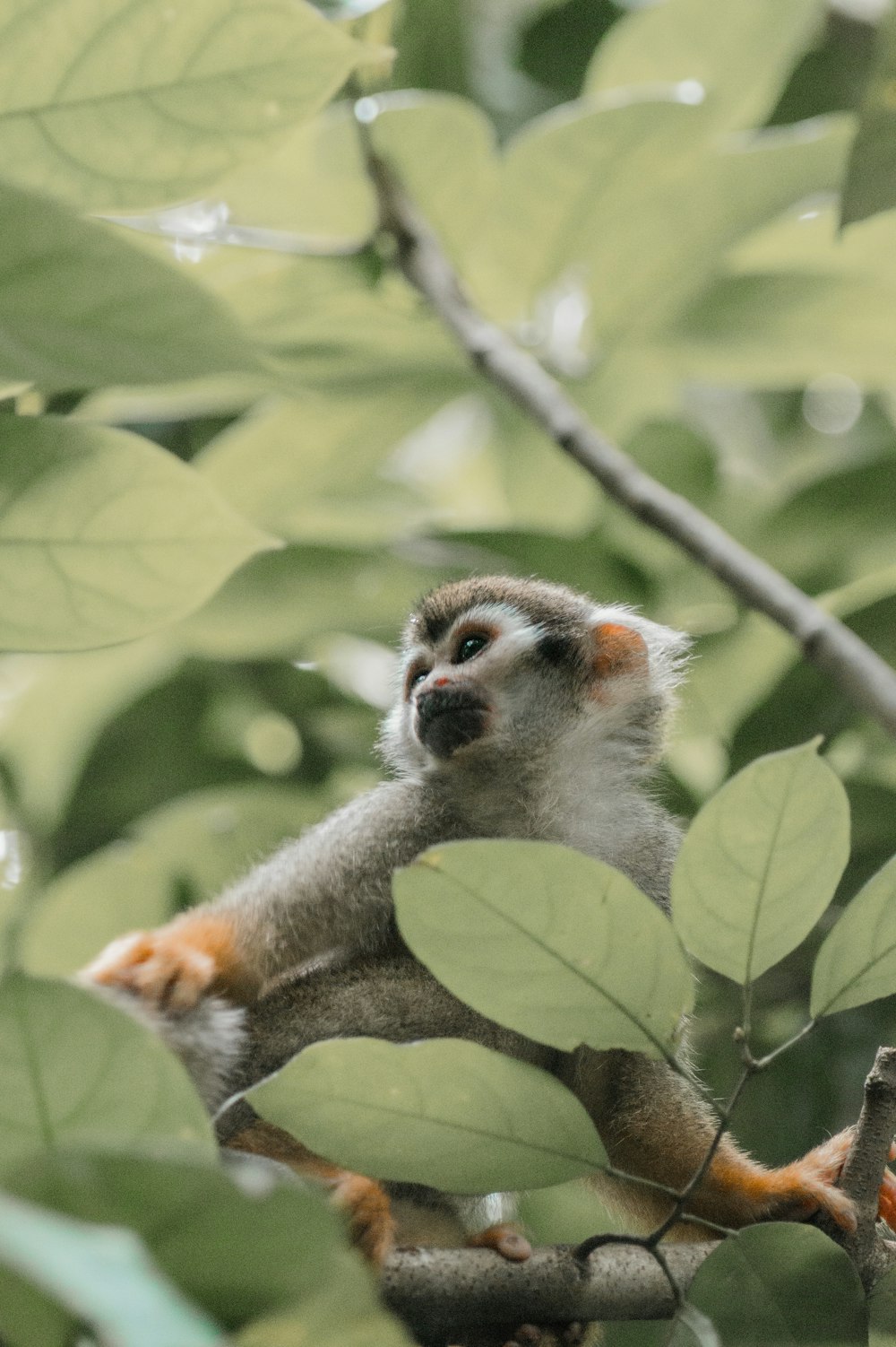 white and brown monkey on tree branch during daytime