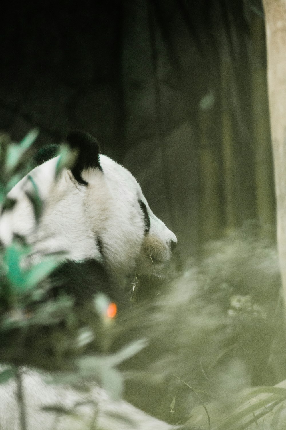 white and black panda in water