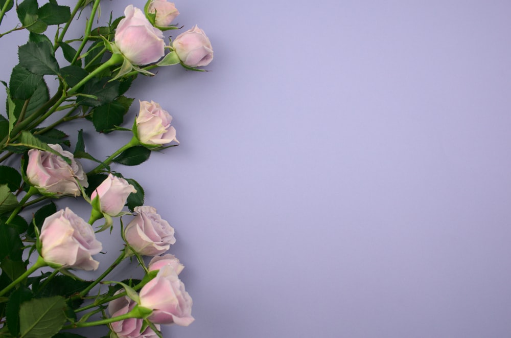 흰색 표면에 분홍색과 흰색 장미