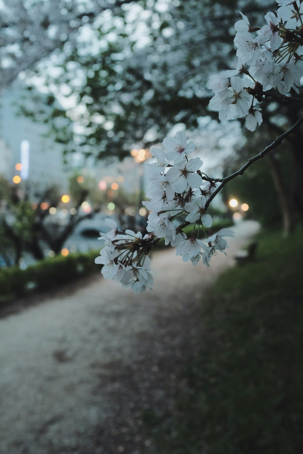 white flowers on gray concrete road during daytime