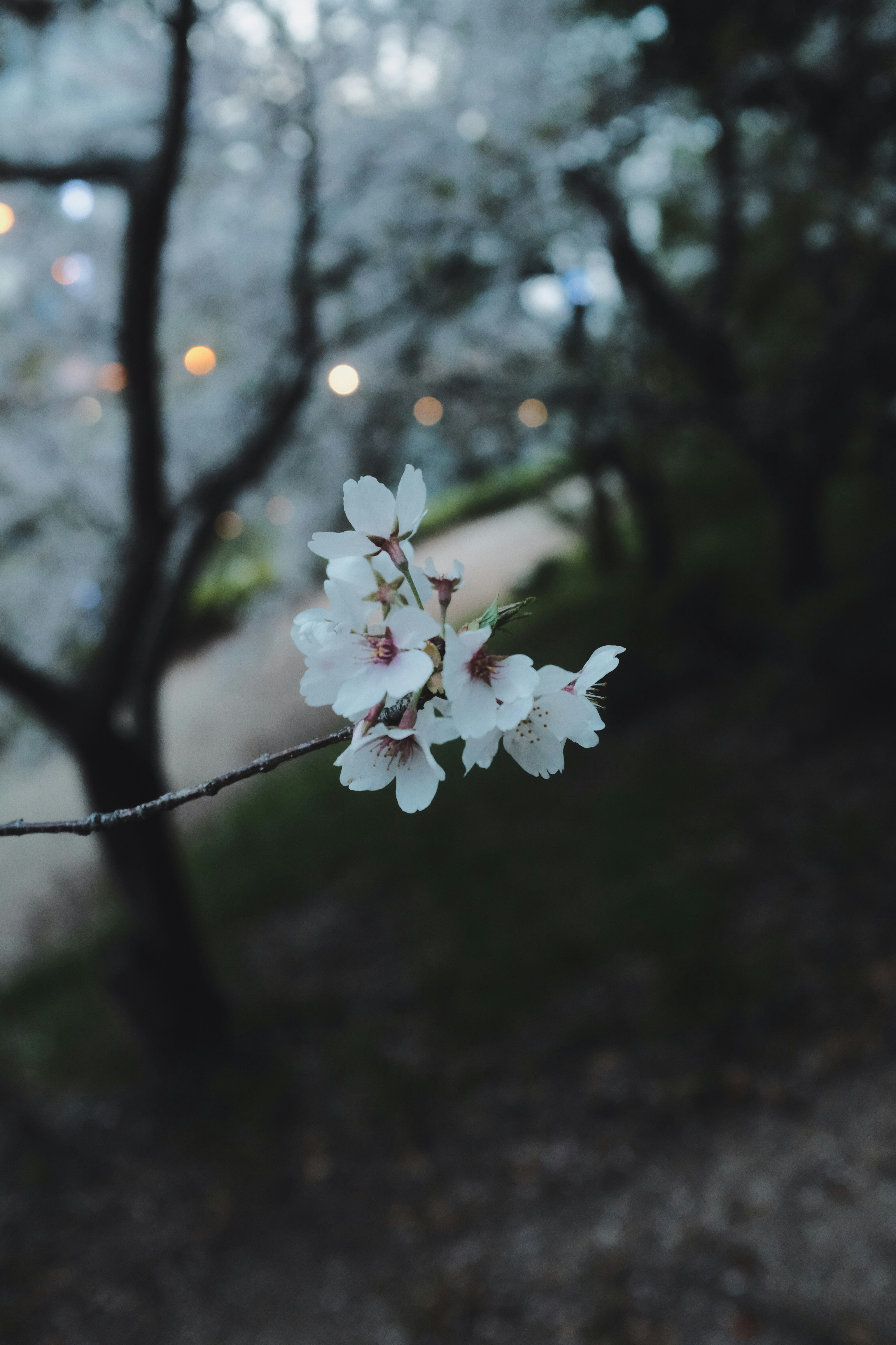 クローズアップ写真の白い桜の写真 Unsplashで見つけるグレーの無料写真