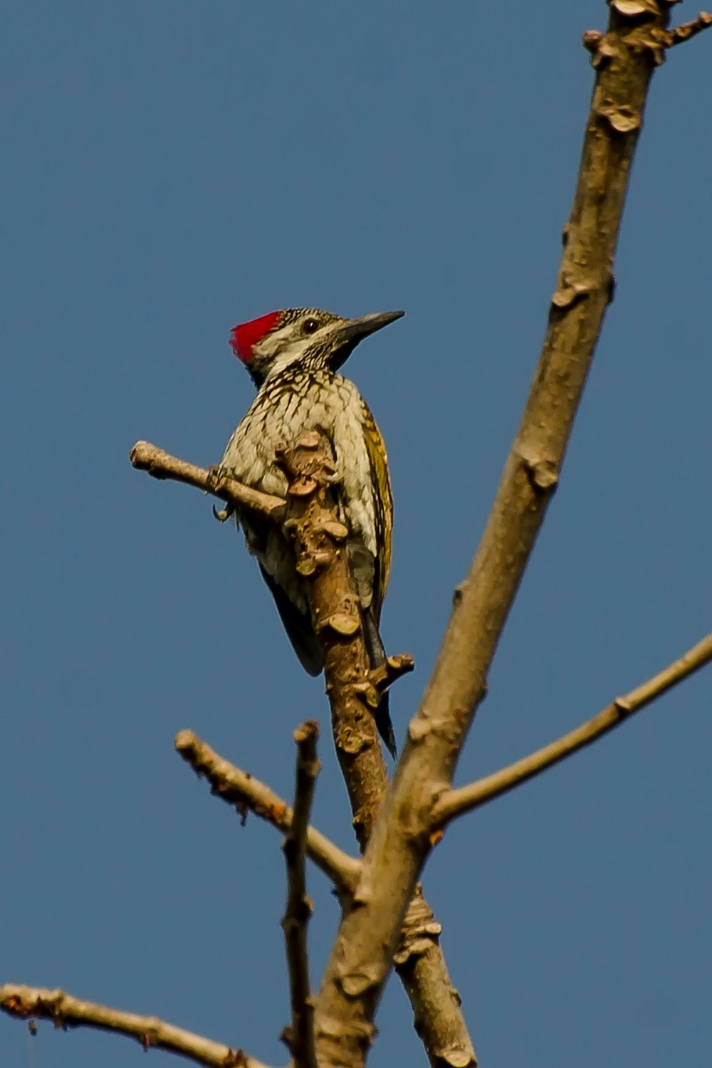 red and brown bird on brown tree branch during daytime