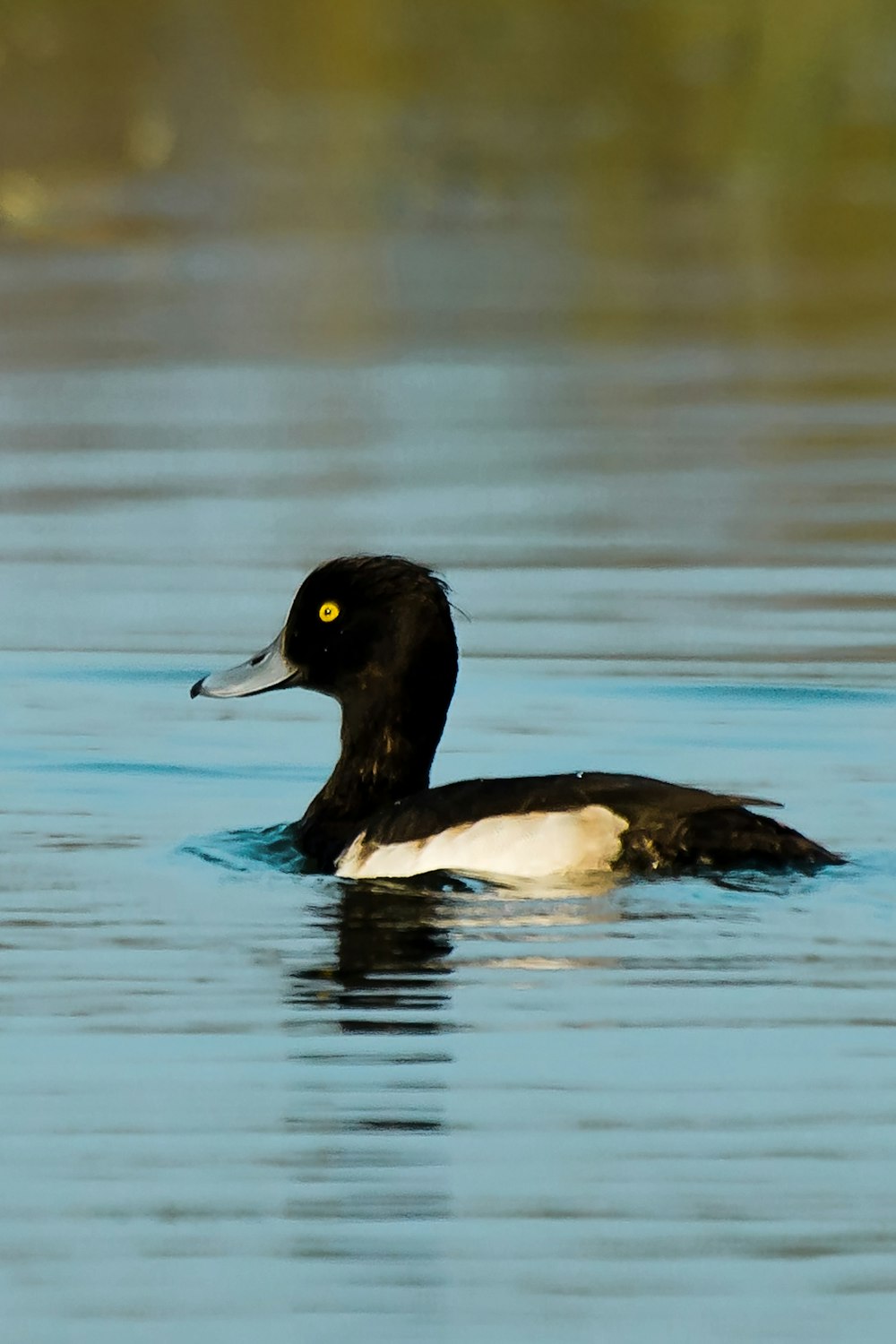 black and white duck on water