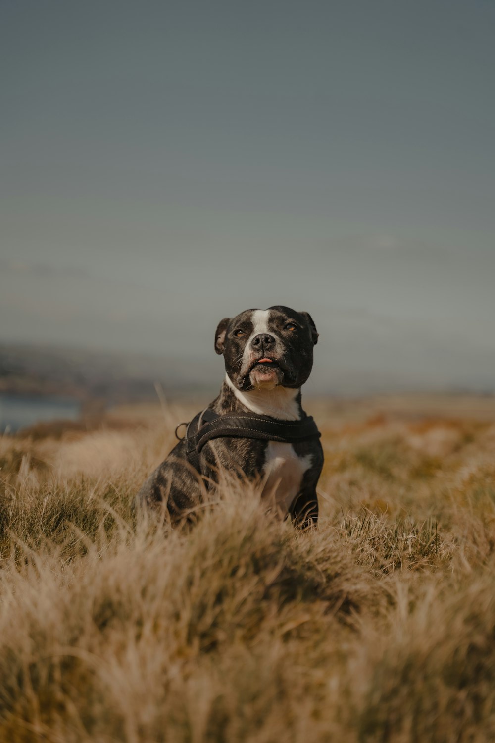 black and white short coated dog on brown grass field during daytime