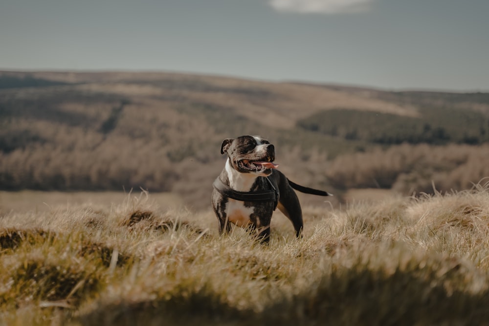 black and white short coated dog on brown grass field during daytime