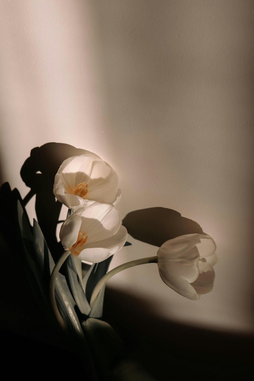 white flower in gray background