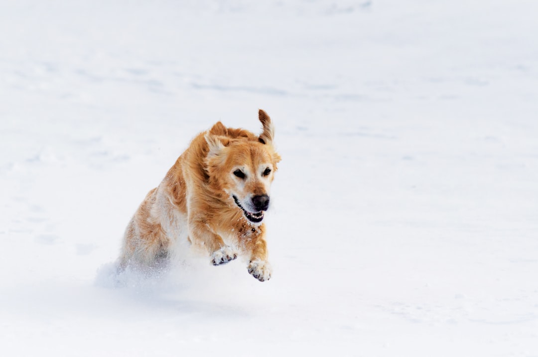 golden retriever on snow covered ground during daytime