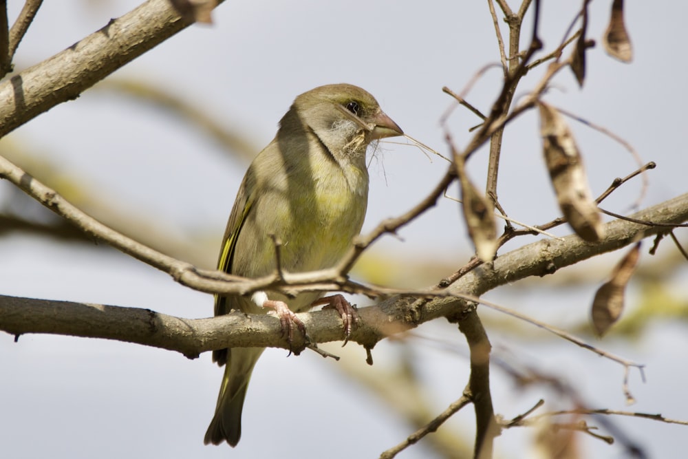 green and brown bird on brown tree branch during daytime