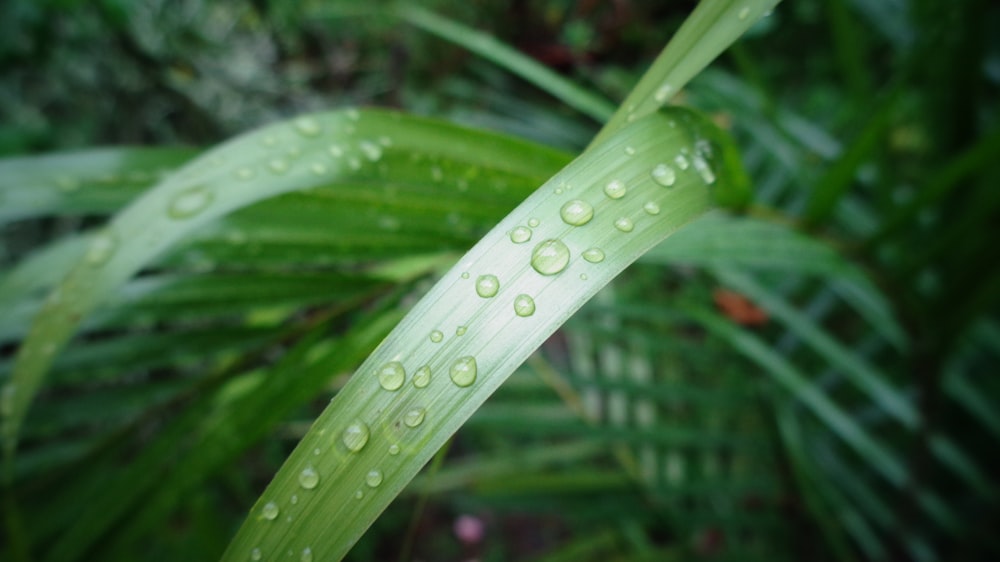 water droplets on green plant