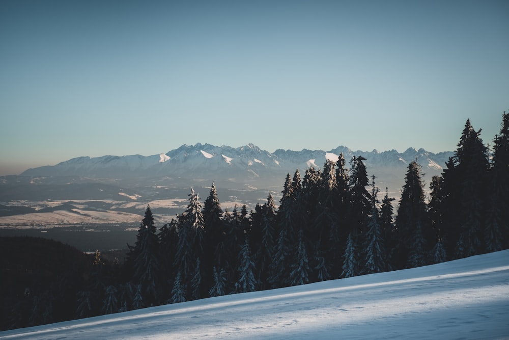 green pine trees on snow covered ground during daytime