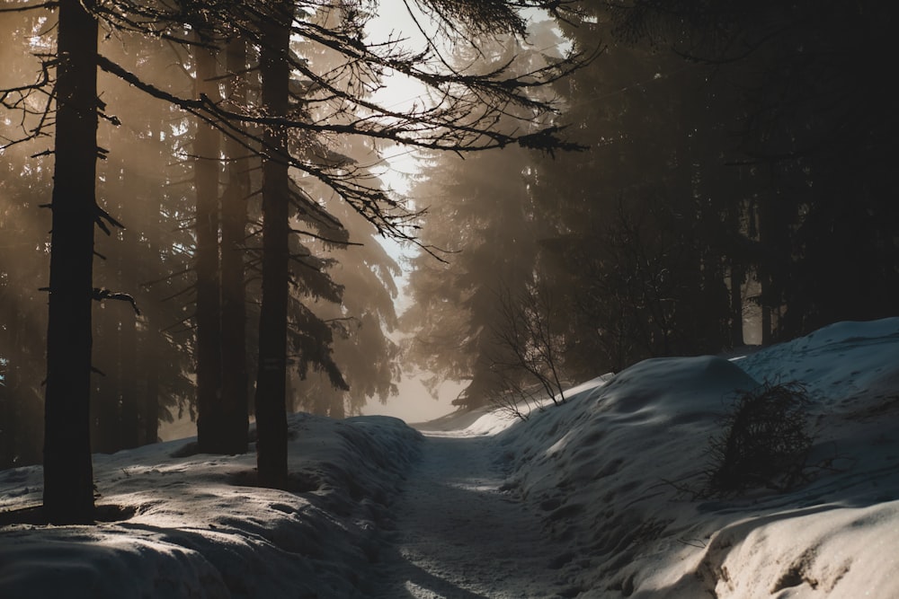 snow covered ground with trees during daytime