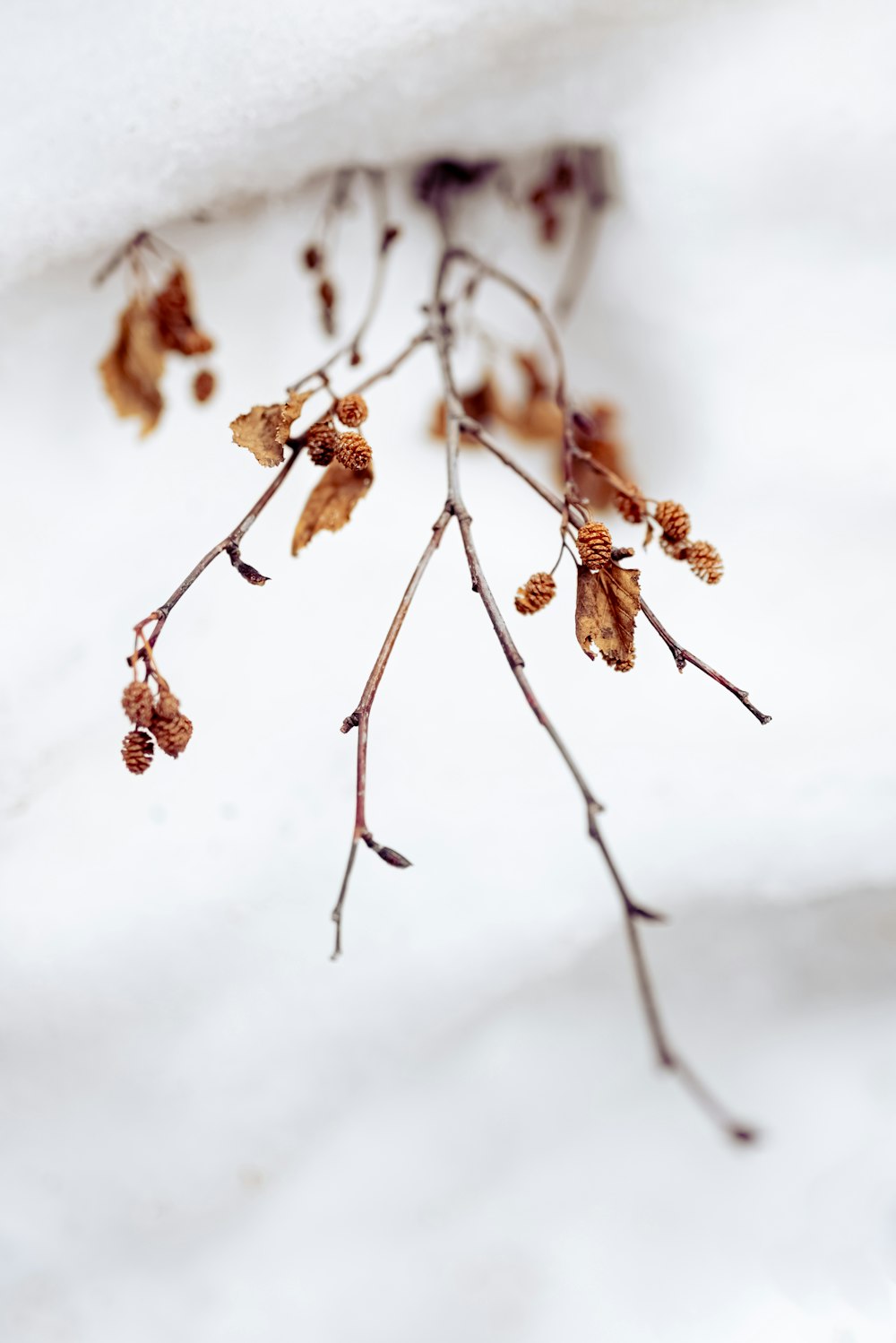 brown dried leaves on snow covered ground