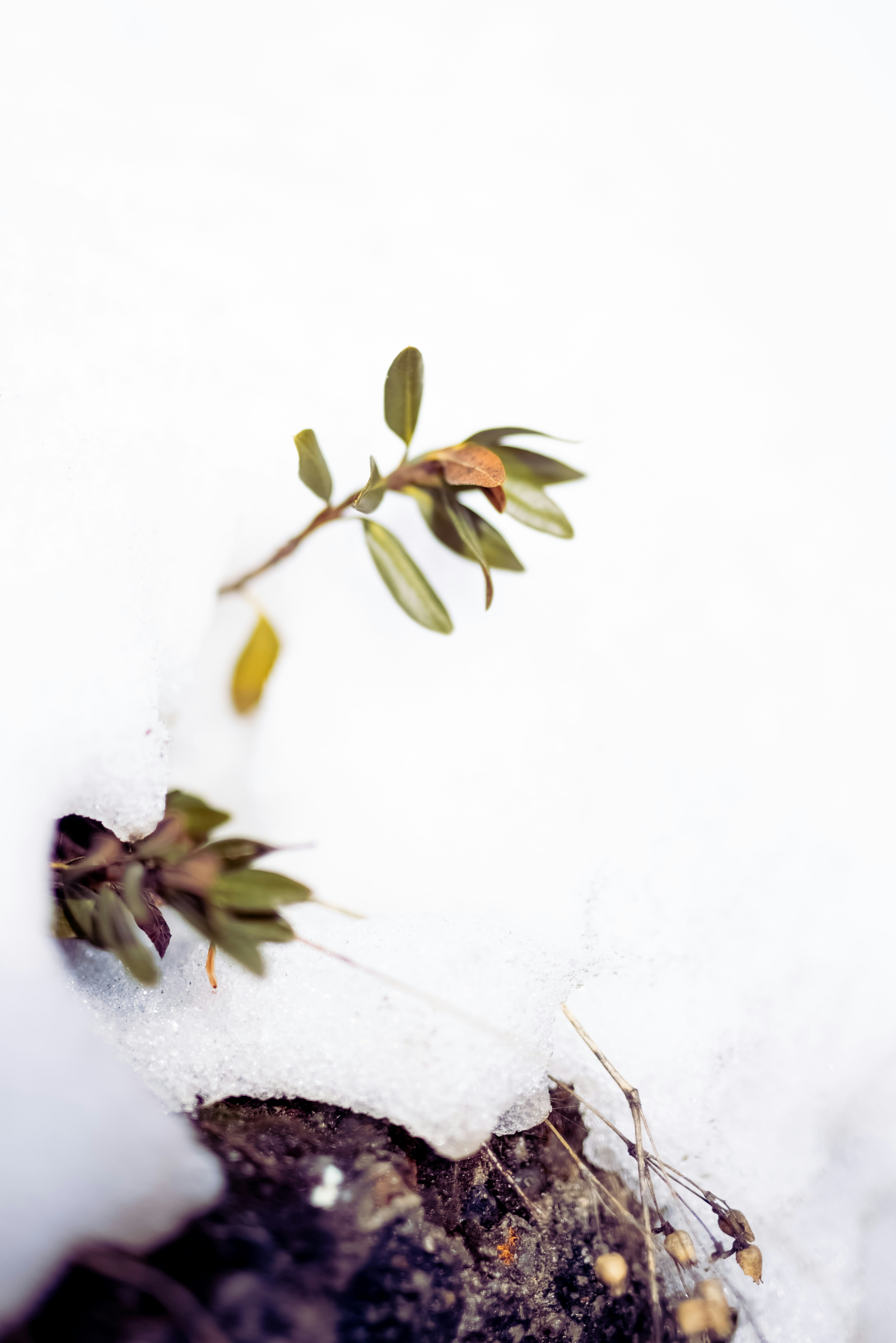 white and green flower on white snow