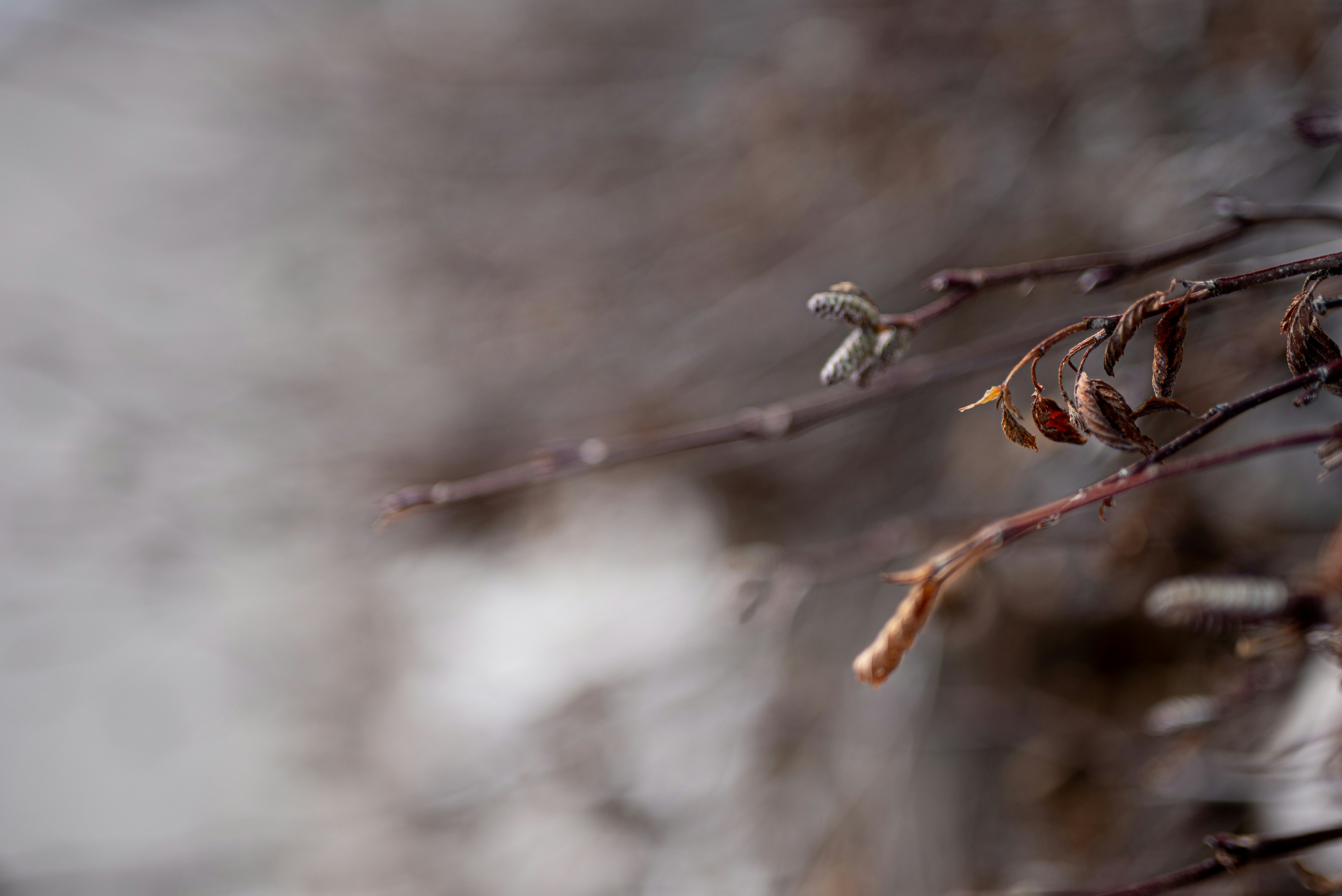 Photo by lauraadaiphoto