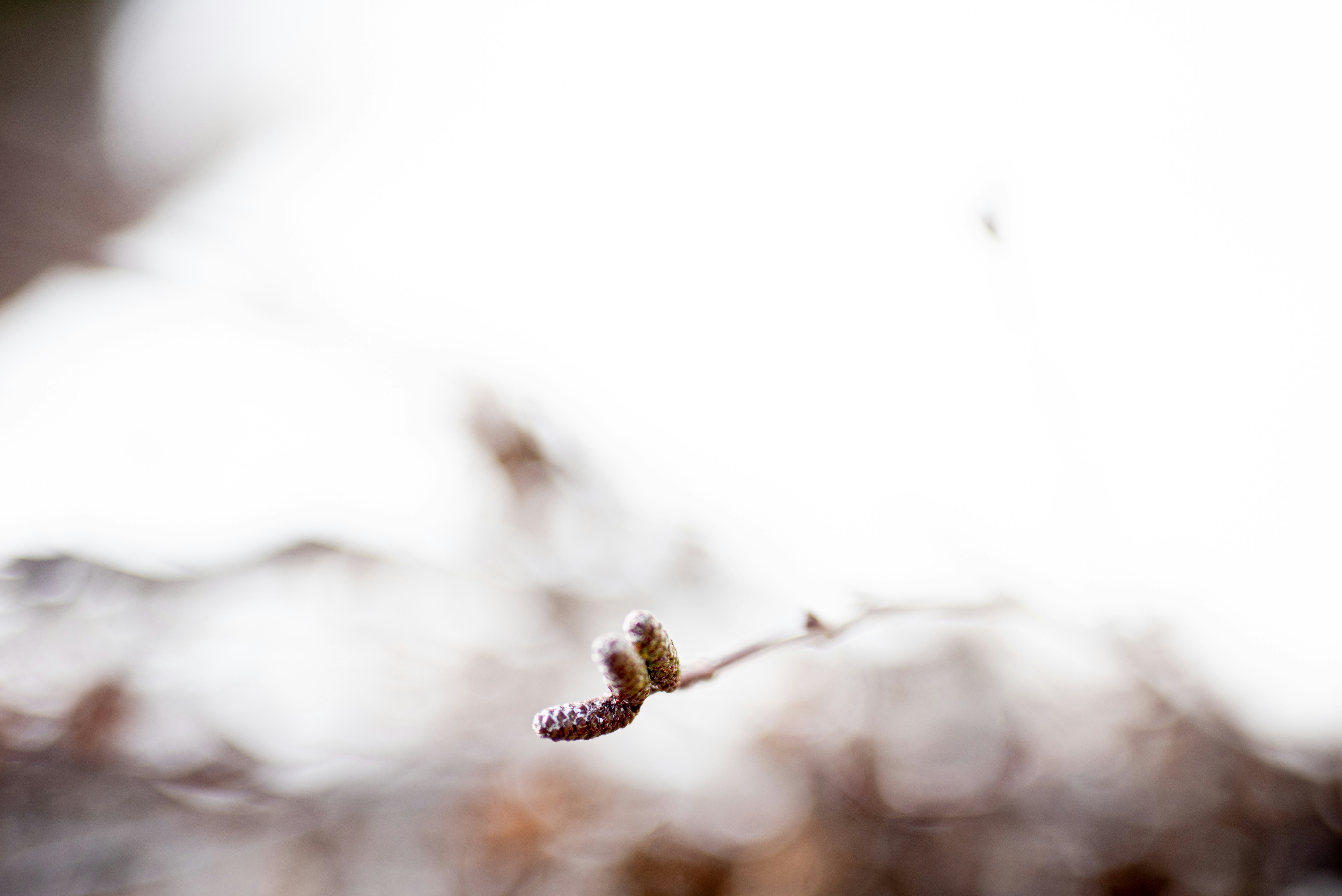 Photo by lauraadaiphoto