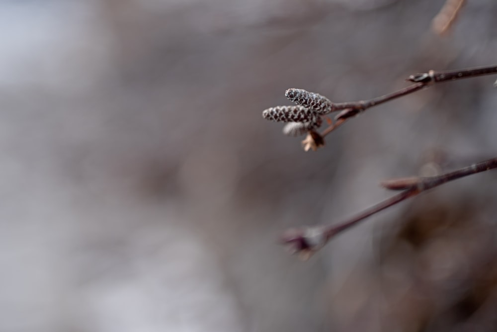 brown and black butterfly on brown stem