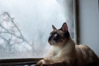 brown and black cat looking out the window