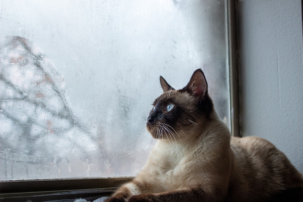 gato marrom e preto olhando pela janela