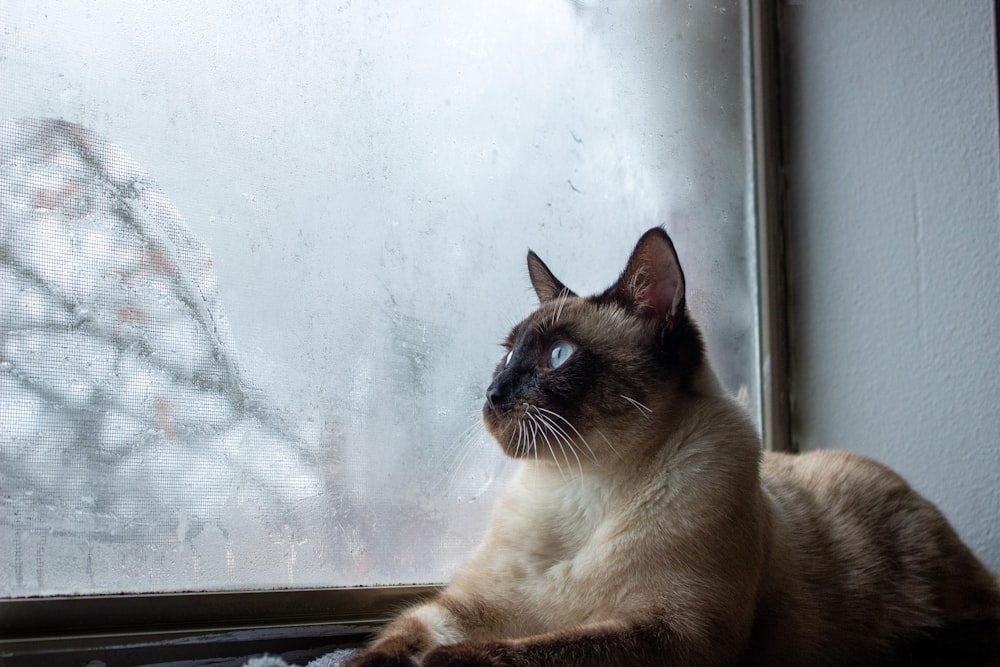 brown and black cat looking out the window