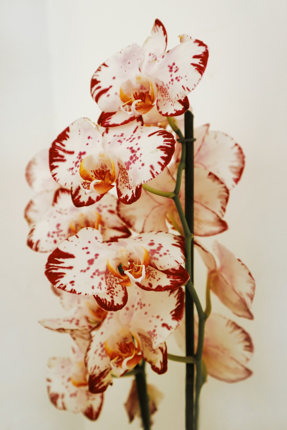 white and red flower in close up photography