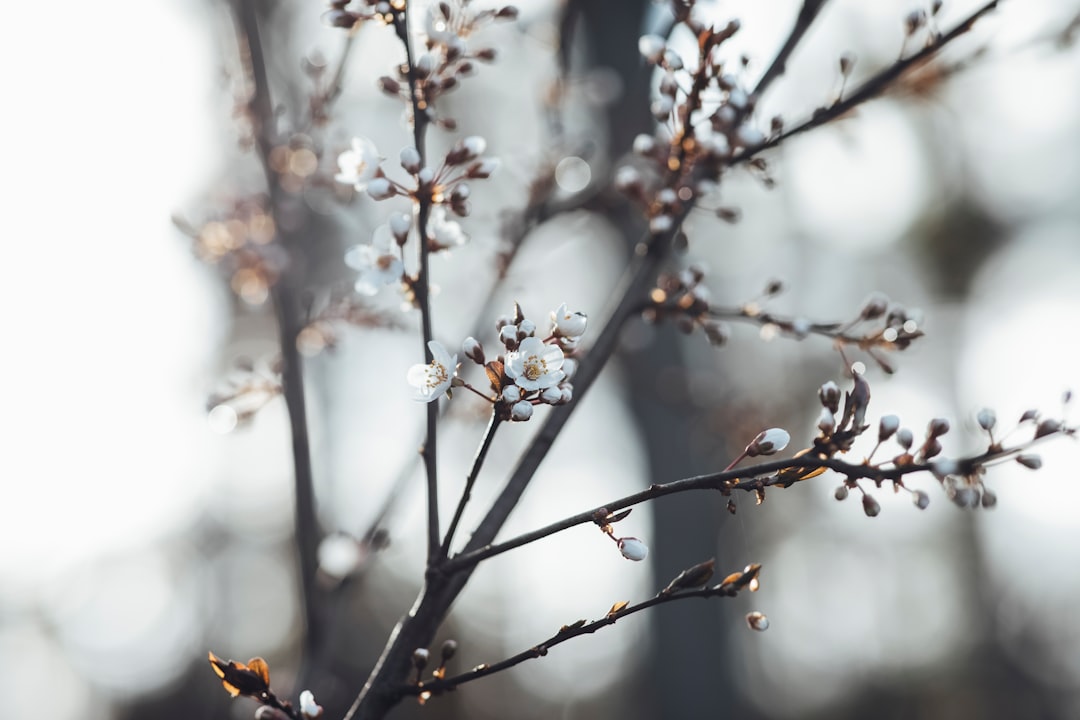 white cherry blossom in close up photography