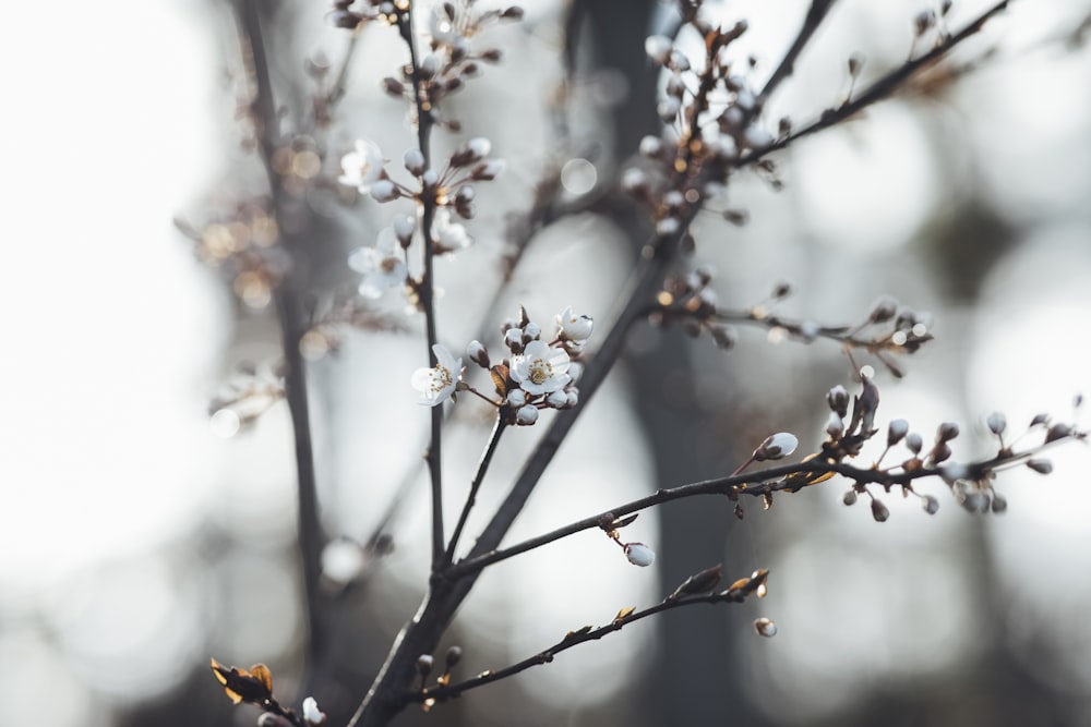 white cherry blossom in close up photography