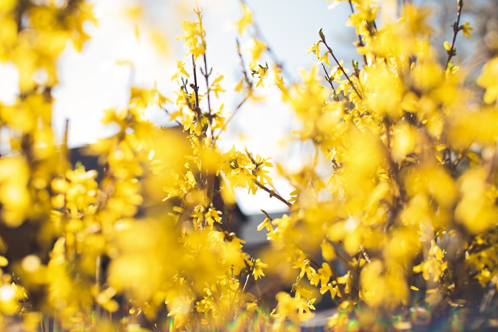 yellow leaf tree during daytime