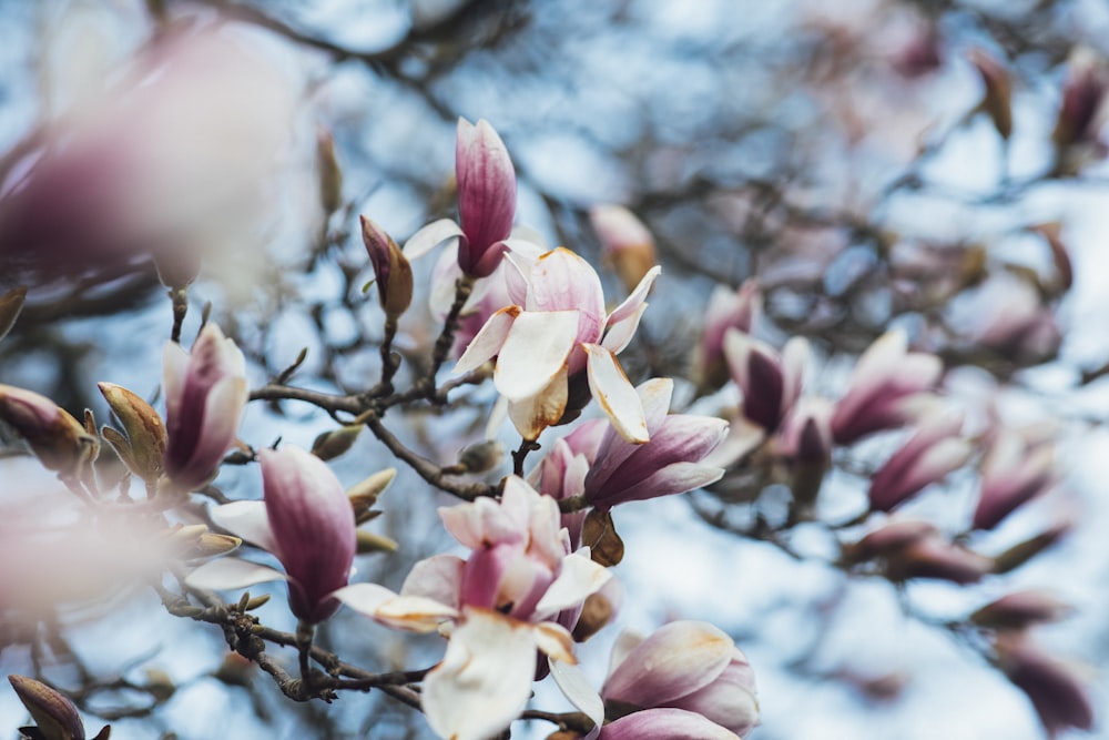 pink and white flower in tilt shift lens