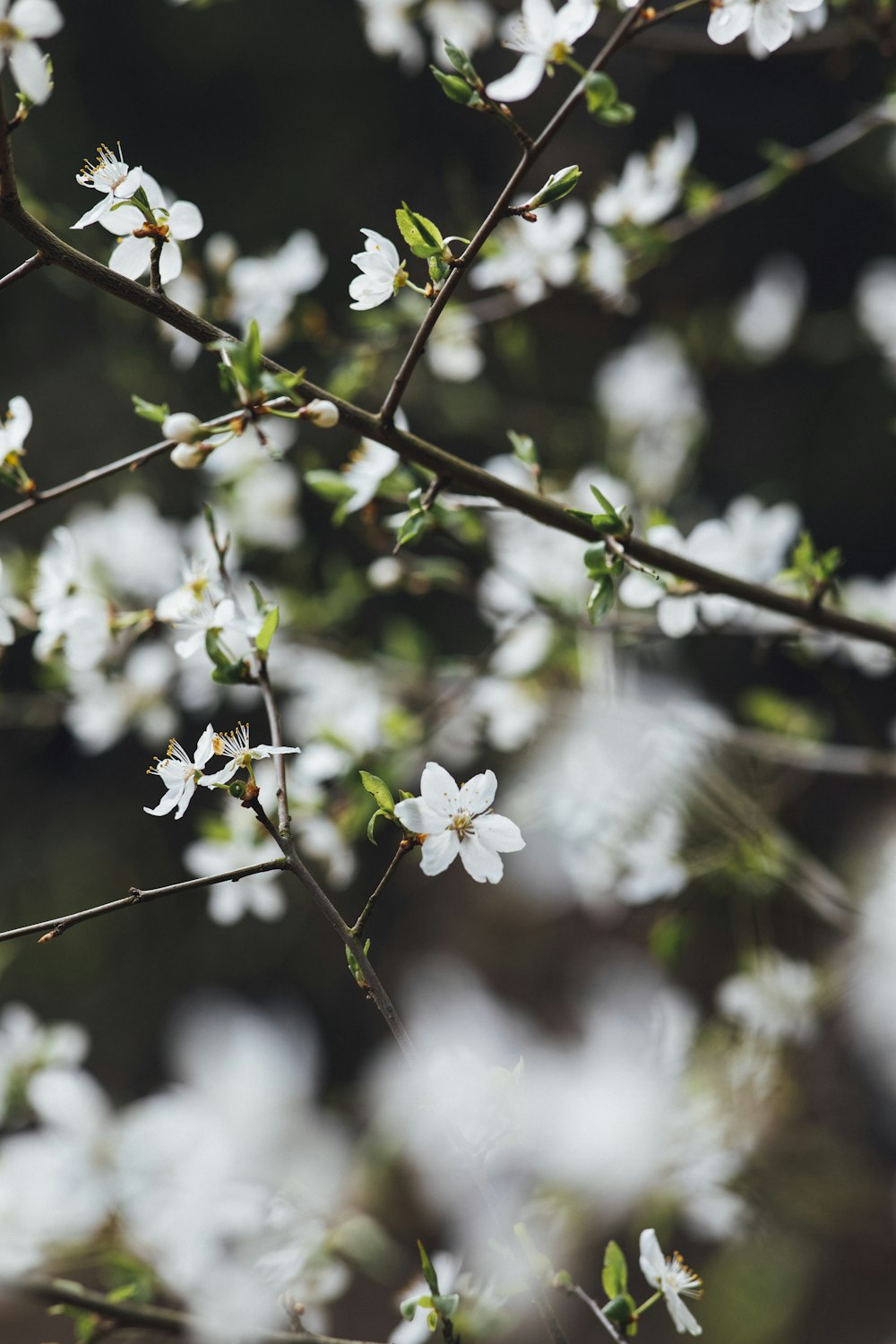 white cherry blossom in close up photography