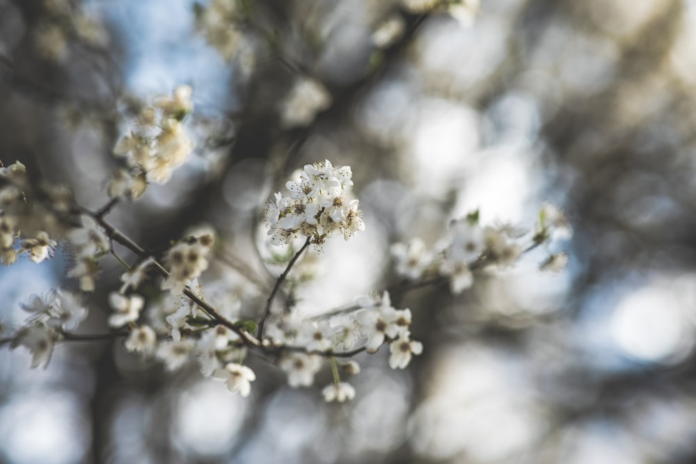 Flor de cerezo blanco en fotografía de primer plano