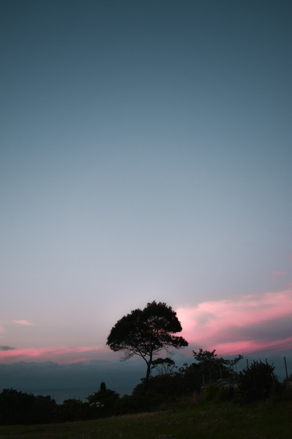 silhouette of tree during sunset