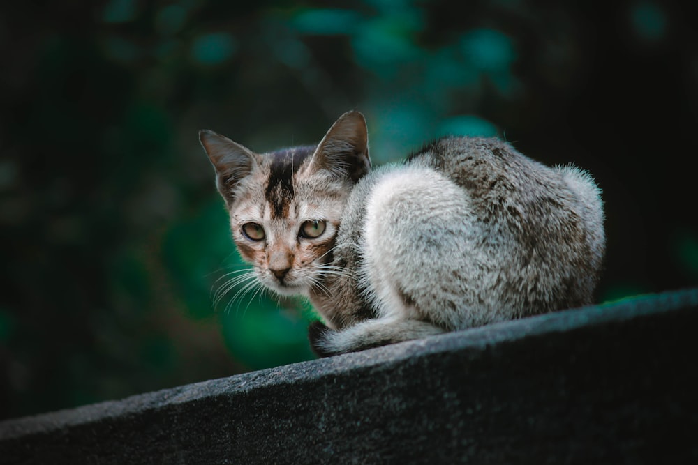 white and brown tabby cat on black concrete wall