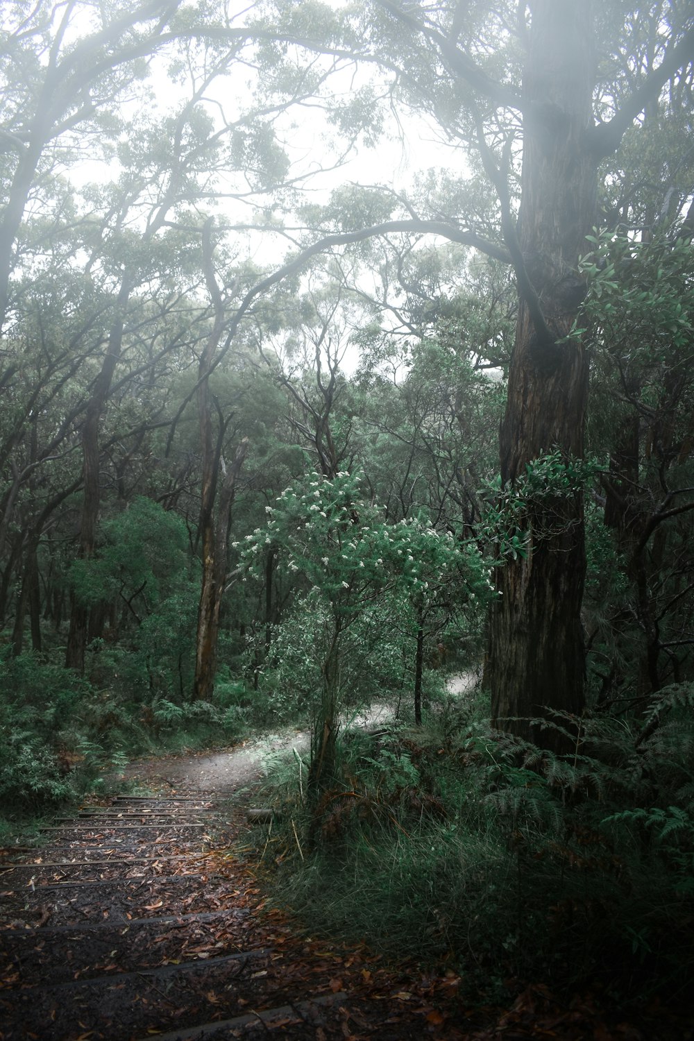 green trees on forest during daytime