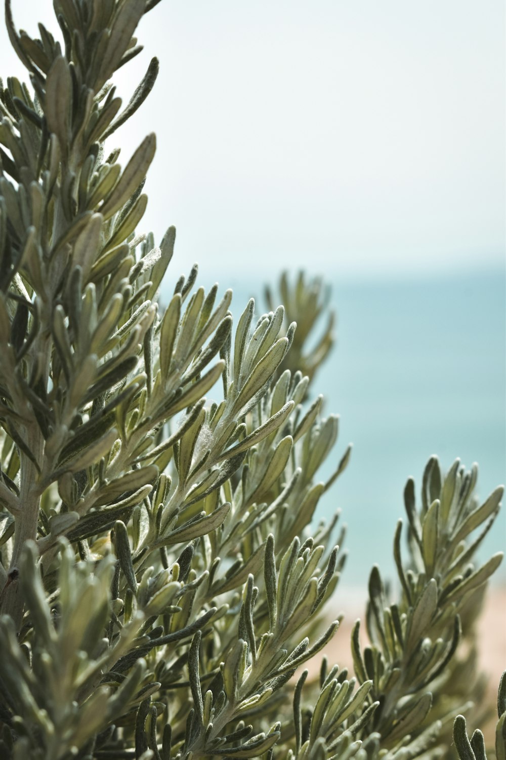 green plant in close up photography