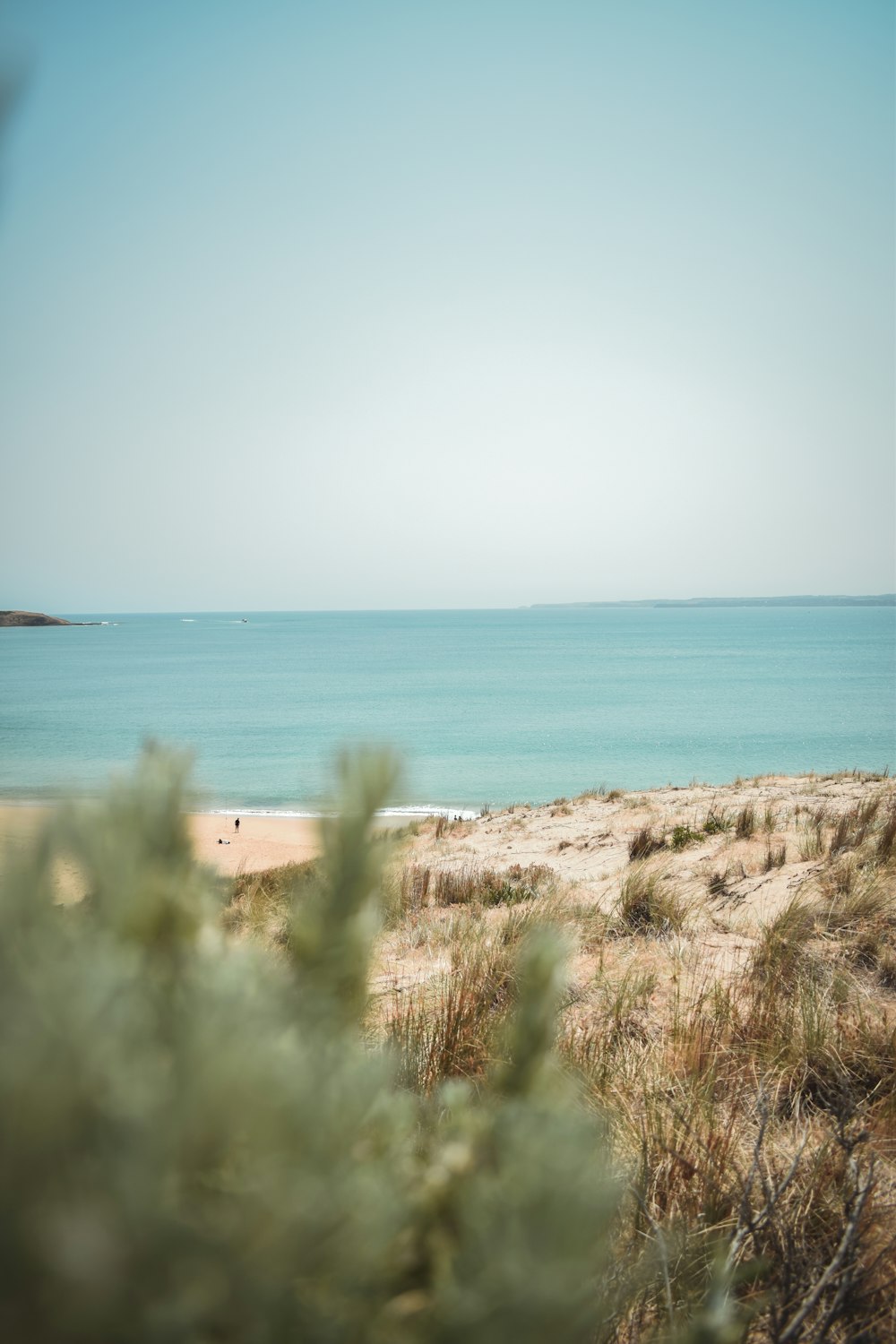 brown grass near body of water during daytime