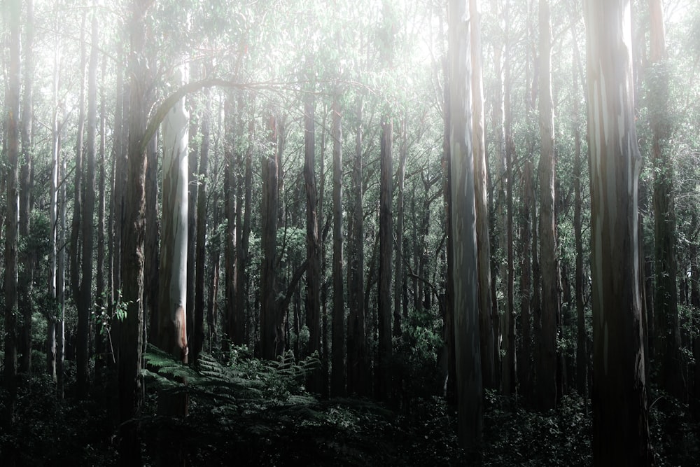 green trees on forest during daytime