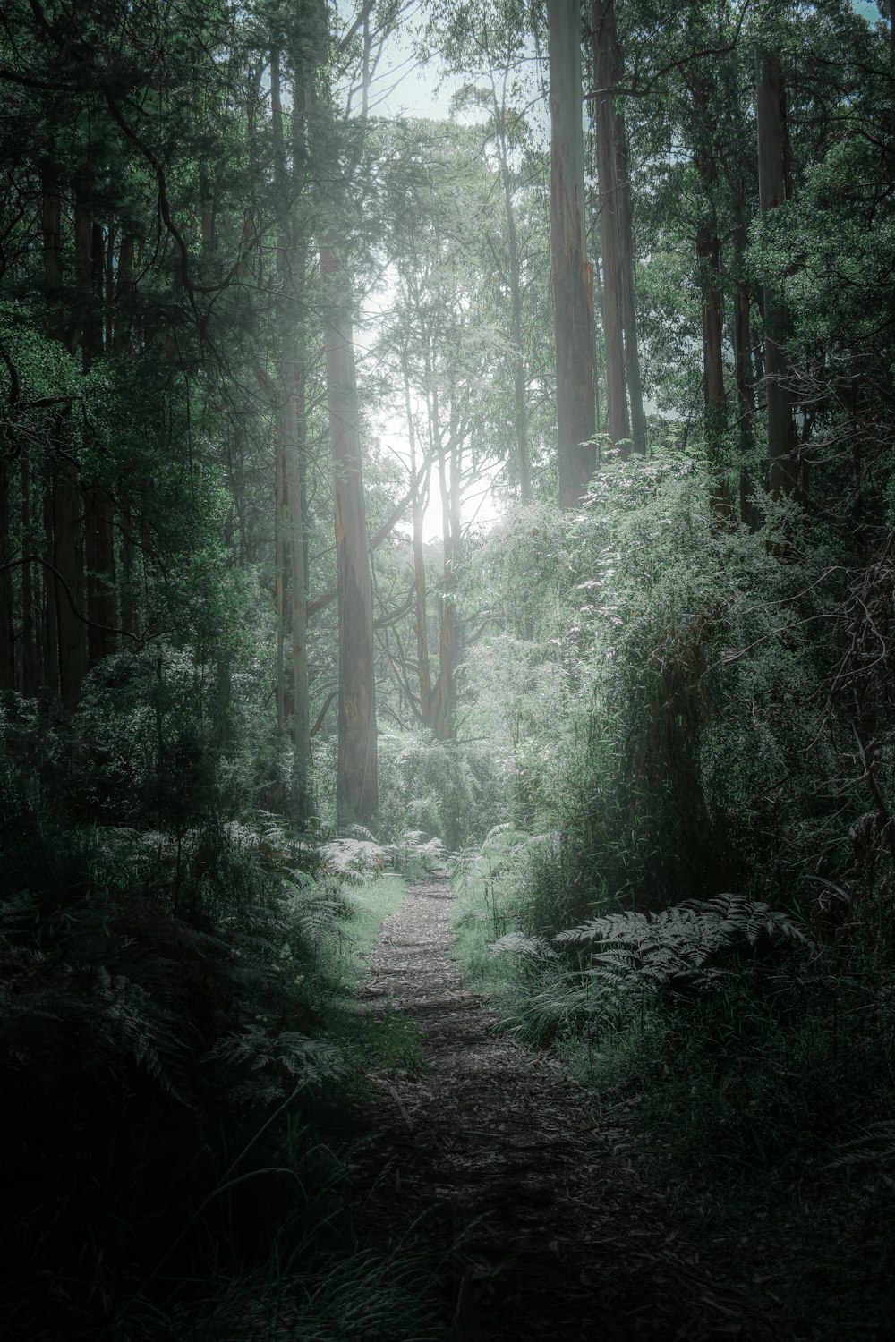 Alberi e piante verdi durante il giorno