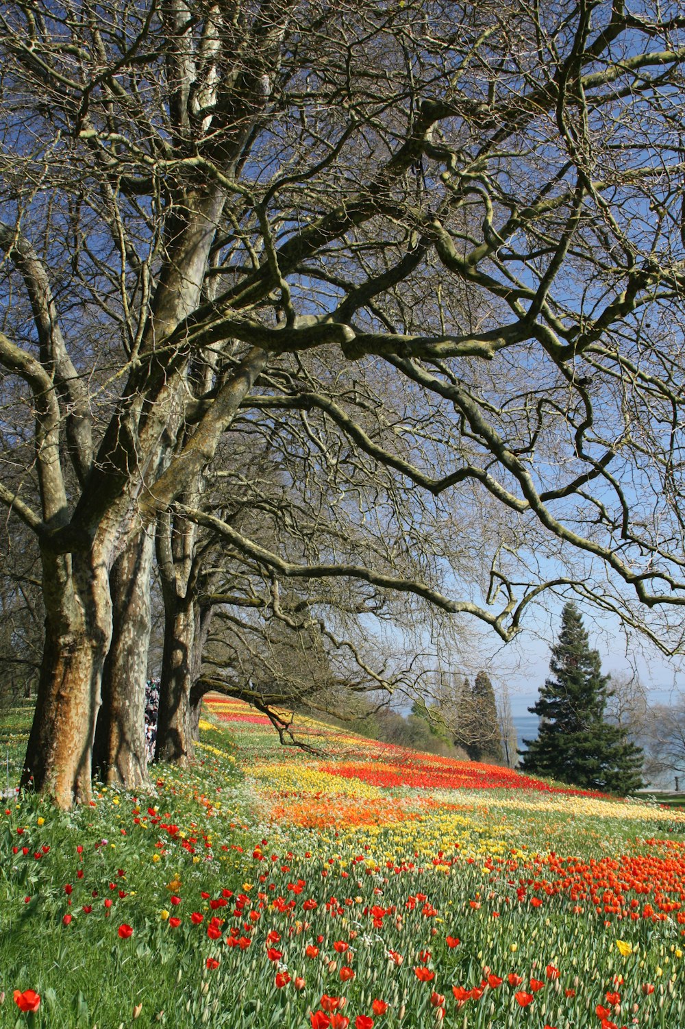 Arbre brun sans feuilles sur un champ d’herbe verte pendant la journée