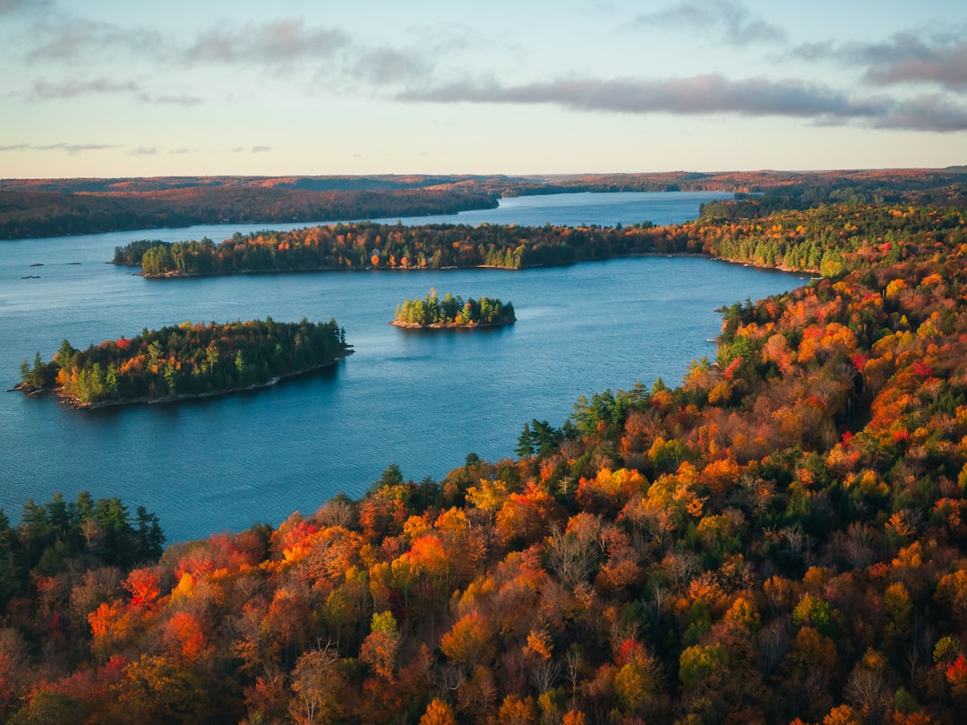 green and brown trees beside body of water during daytime