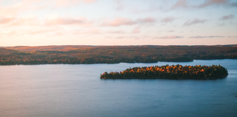 green and brown trees beside body of water during daytime