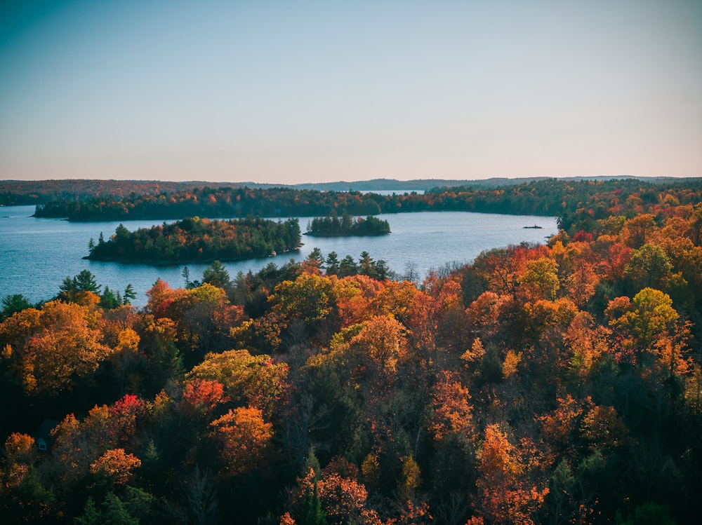 green and brown trees near body of water during daytime