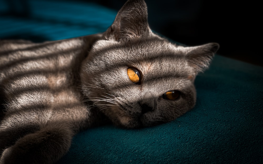 Russisch-blaue Katze liegt auf grünem Textil