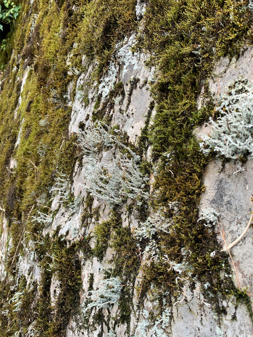 green moss on brown tree trunk