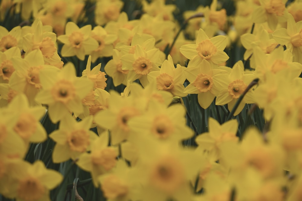 yellow flowers with green leaves