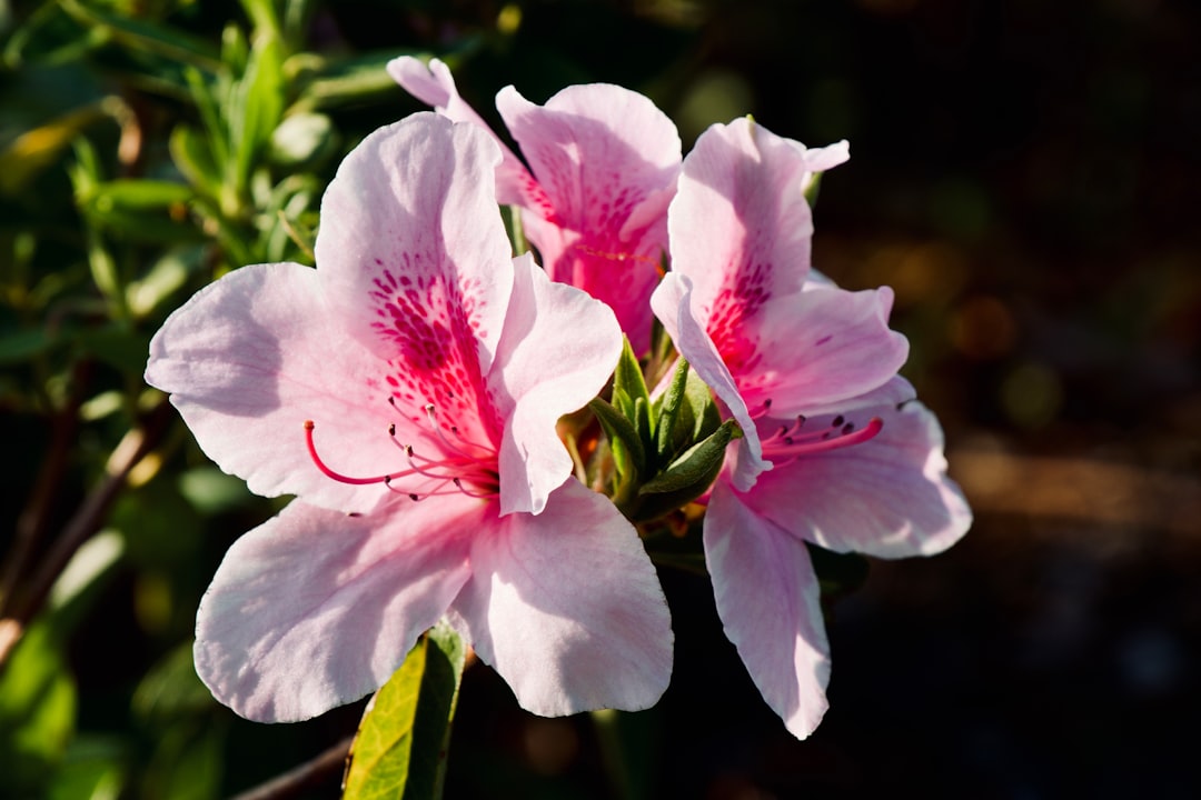 pink and white flower in macro shot